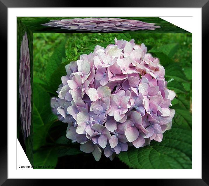Flowering Hydrangea Framed Mounted Print by Donna Duclos