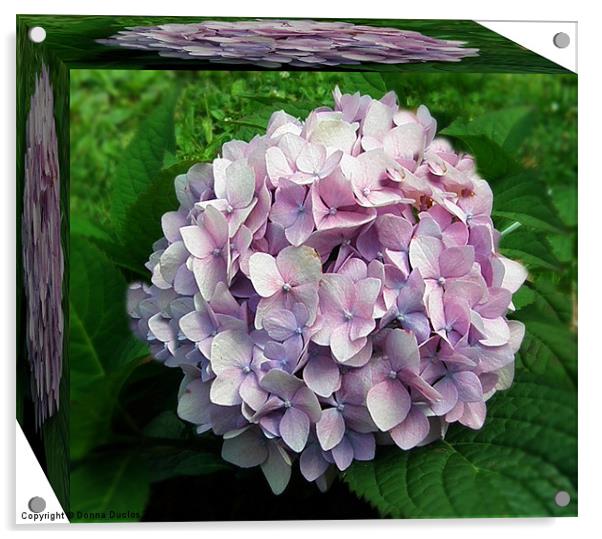 Flowering Hydrangea Acrylic by Donna Duclos