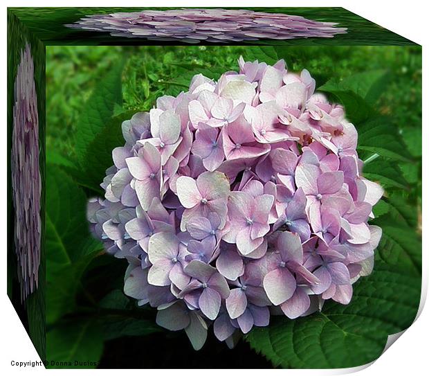 Flowering Hydrangea Print by Donna Duclos