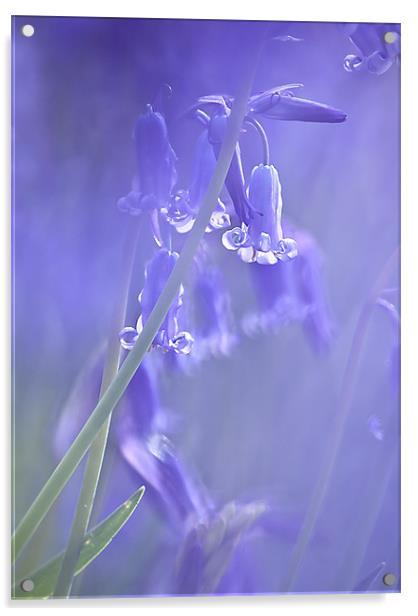 Bluebells Acrylic by Dawn Cox