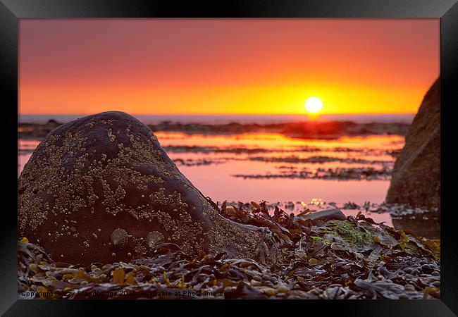 Rocks and Weed at Sunset Framed Print by Izzy Standbridge