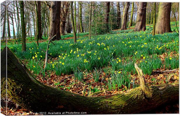 Daffodil wood Canvas Print by Ian Purdy