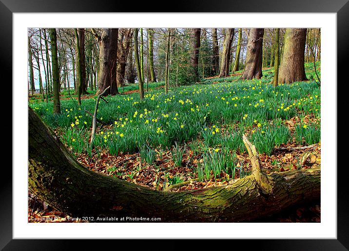 Daffodil wood Framed Mounted Print by Ian Purdy