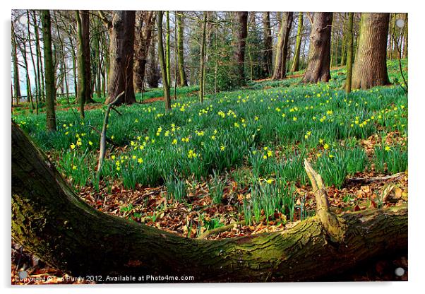 Daffodil wood Acrylic by Ian Purdy