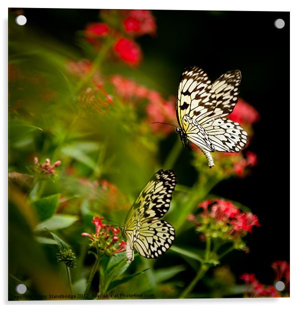 Flutter flutter Acrylic by Izzy Standbridge