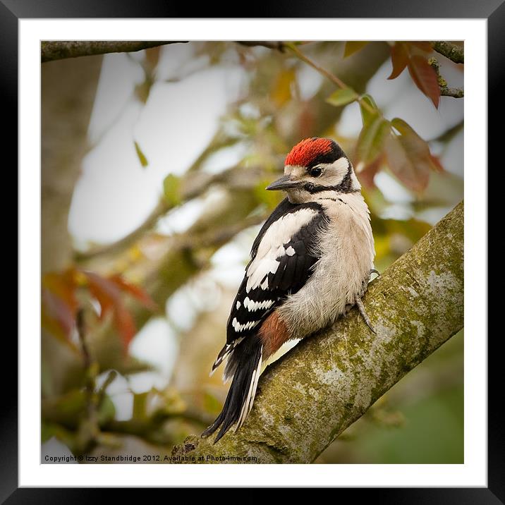 Great Spotted Woodpecker Fledgling Framed Mounted Print by Izzy Standbridge