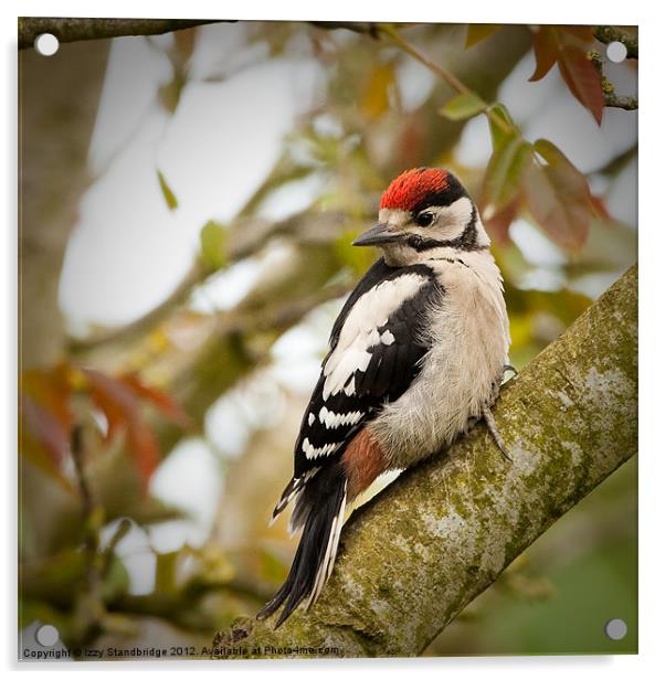 Great Spotted Woodpecker Fledgling Acrylic by Izzy Standbridge