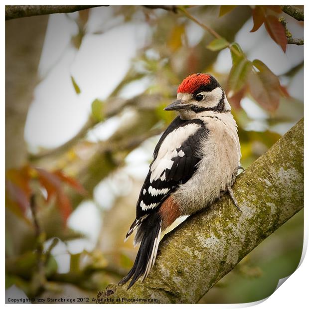 Great Spotted Woodpecker Fledgling Print by Izzy Standbridge
