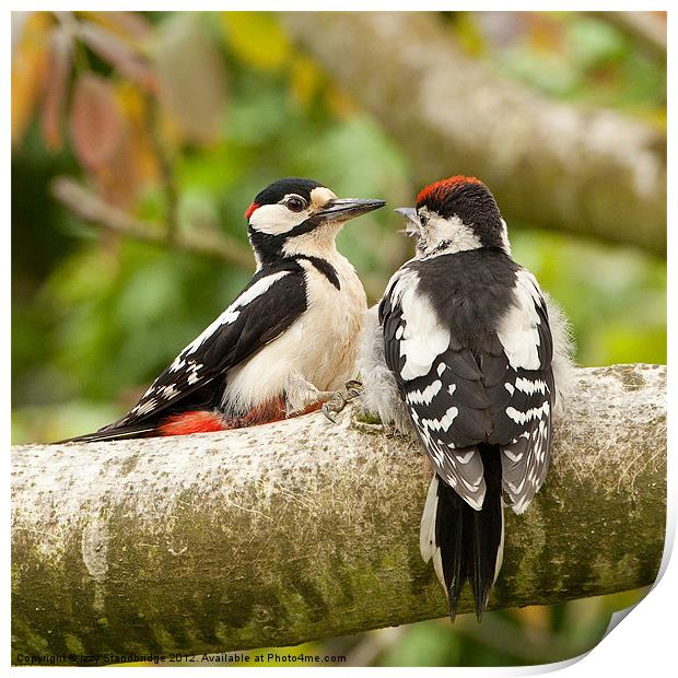 Woodpecker feeding time Print by Izzy Standbridge