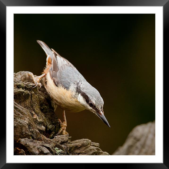Hunting nuthatch Framed Mounted Print by Izzy Standbridge