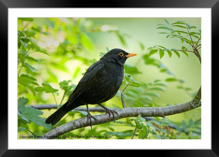 Blackbird in a tree Framed Mounted Print by Izzy Standbridge