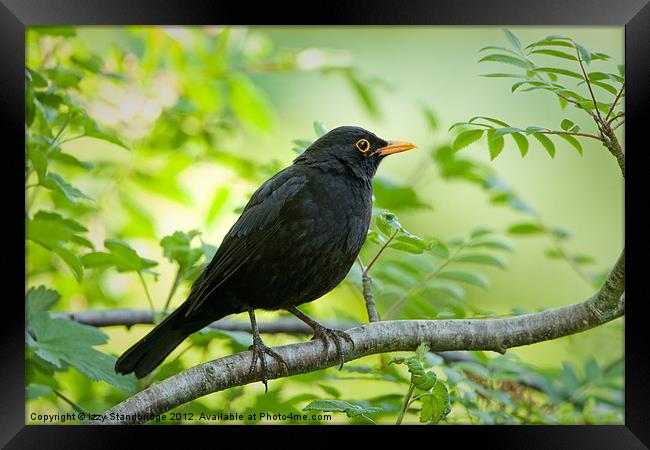 Blackbird in a tree Framed Print by Izzy Standbridge