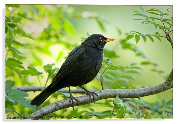 Blackbird in a tree Acrylic by Izzy Standbridge