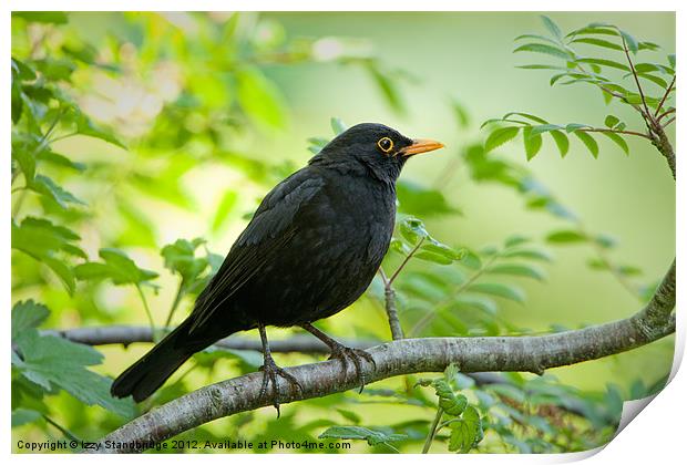 Blackbird in a tree Print by Izzy Standbridge
