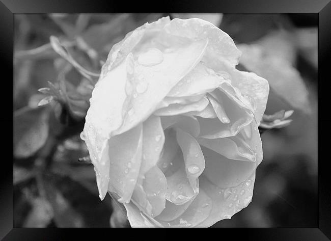 Rained rose Framed Print by tim  barker