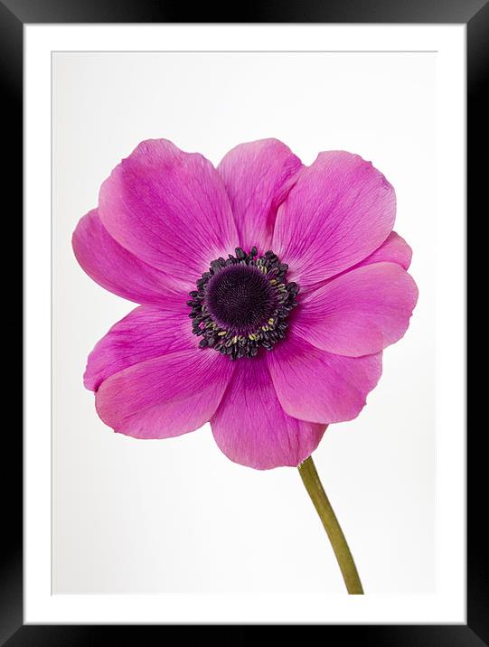 Pink Anemone Windflower Framed Mounted Print by Richard  Fox