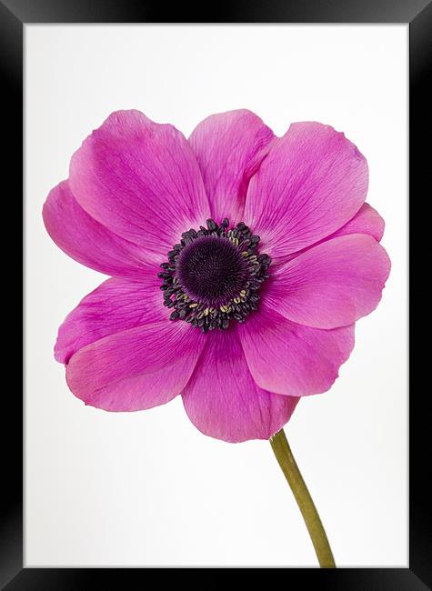 Pink Anemone Windflower Framed Print by Richard  Fox