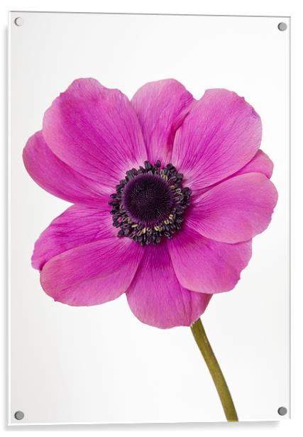 Pink Anemone Windflower Acrylic by Richard  Fox