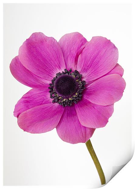 Pink Anemone Windflower Print by Richard  Fox