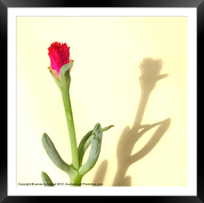 Cactus Flower- 1 Framed Mounted Print by james richmond