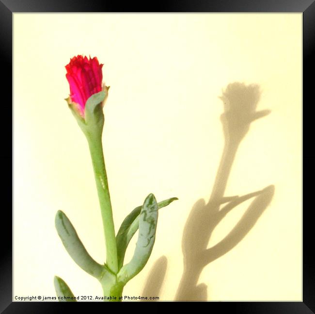 Cactus Flower- 1 Framed Print by james richmond