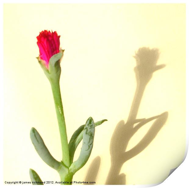 Cactus Flower- 1 Print by james richmond
