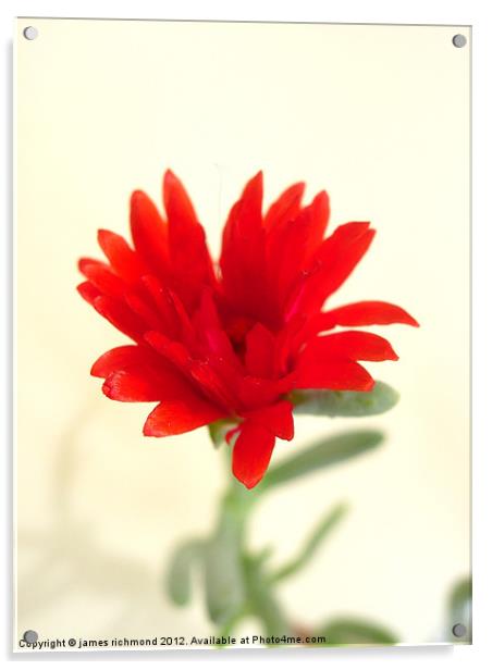 Cactus Flower- 2 Acrylic by james richmond