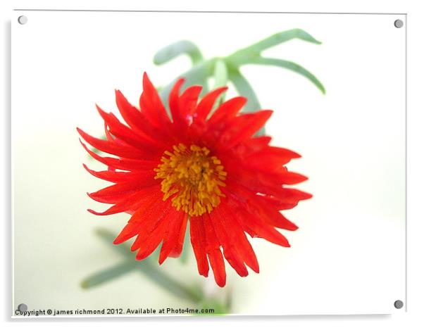 Cactus Flower- 3 Acrylic by james richmond