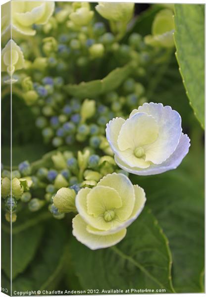 Hydrangea blue and white flower Canvas Print by Charlotte Anderson