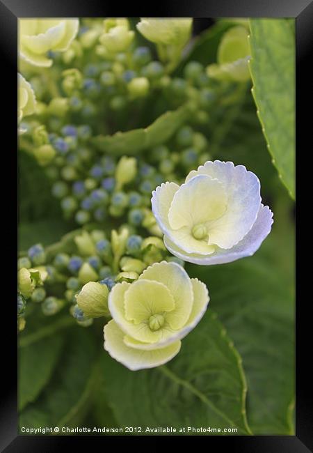 Hydrangea blue and white flower Framed Print by Charlotte Anderson