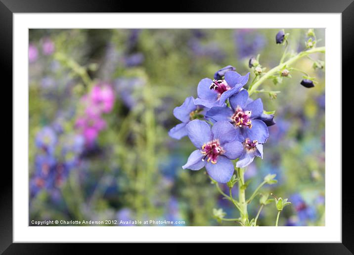 Blue and purple flowers Framed Mounted Print by Charlotte Anderson