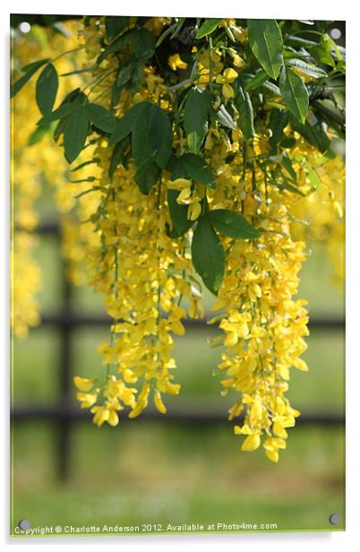 Yellow flowered tree Acrylic by Charlotte Anderson