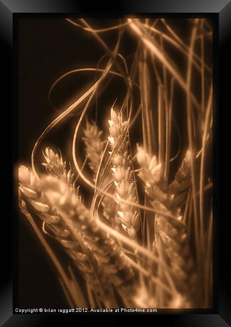 Wheat in Sepia Framed Print by Brian  Raggatt