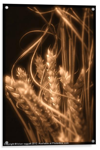Wheat in Sepia Acrylic by Brian  Raggatt