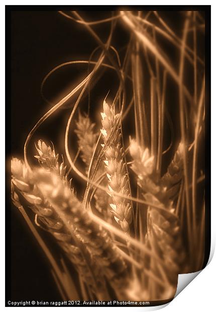 Wheat in Sepia Print by Brian  Raggatt