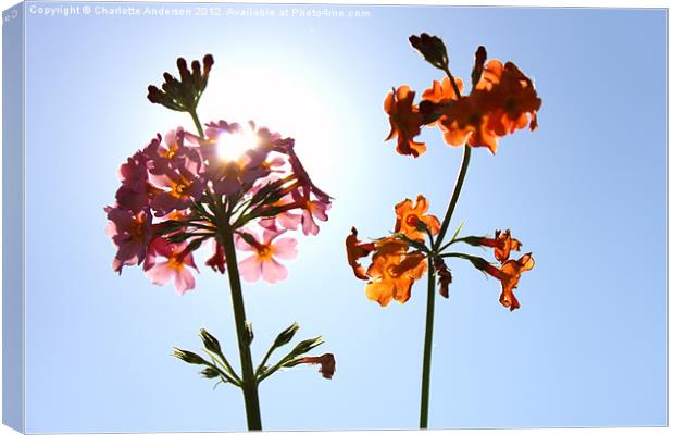 Pink and orange flowers sunlit Canvas Print by Charlotte Anderson