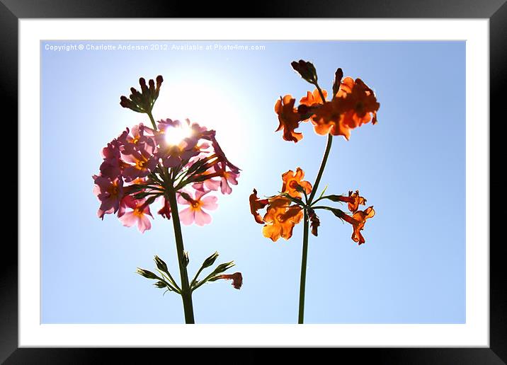 Pink and orange flowers sunlit Framed Mounted Print by Charlotte Anderson