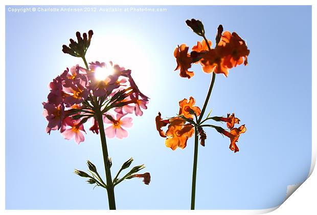 Pink and orange flowers sunlit Print by Charlotte Anderson