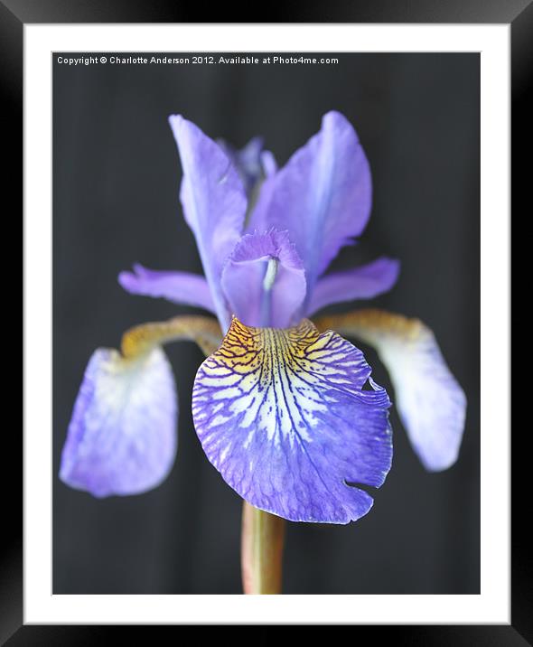 Blue Iris Closeup Framed Mounted Print by Charlotte Anderson