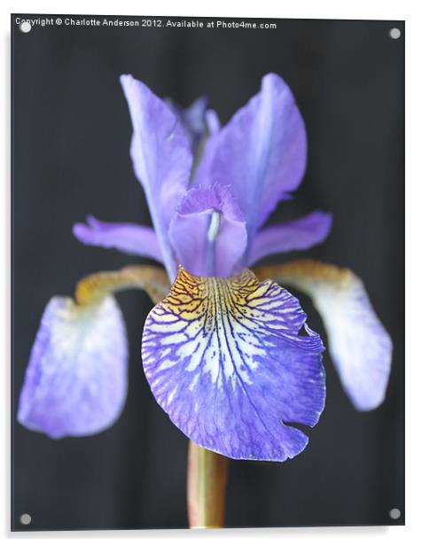 Blue Iris Closeup Acrylic by Charlotte Anderson