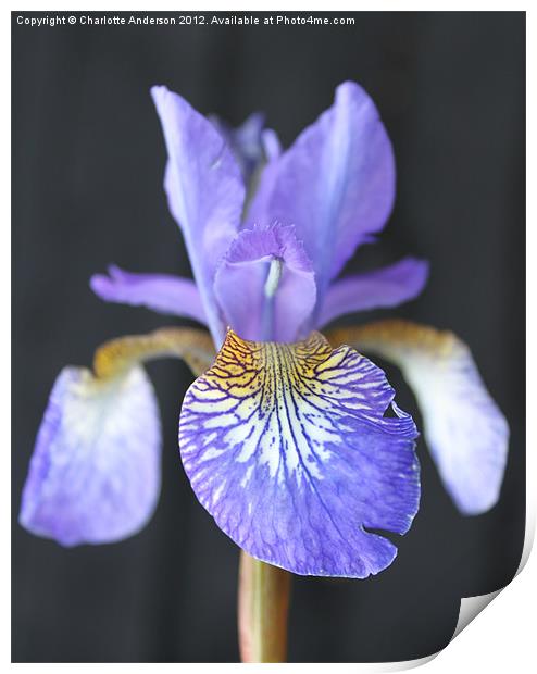 Blue Iris Closeup Print by Charlotte Anderson