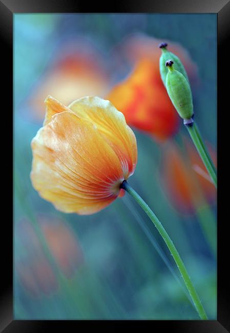 Natures Colours Framed Print by Dawn Cox