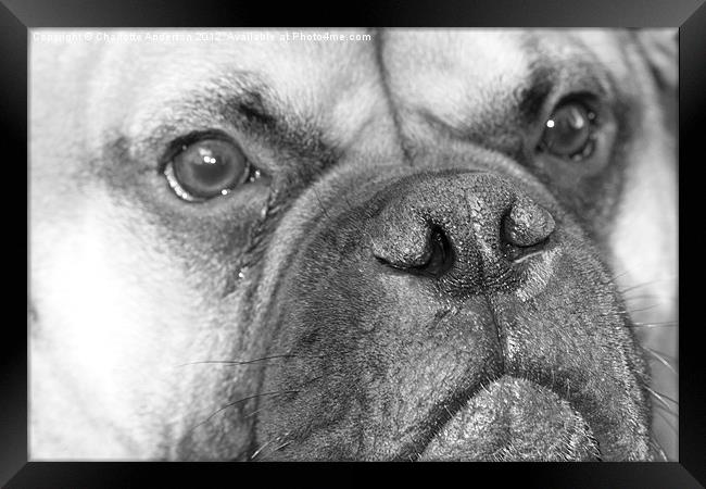 Bull mastiff dog black and white Framed Print by Charlotte Anderson