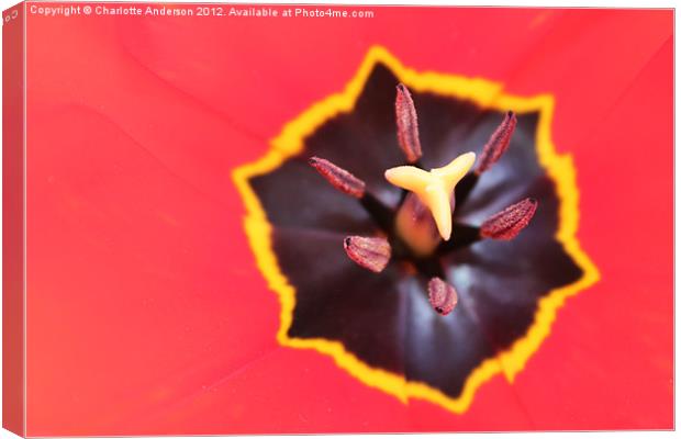Red tulip closeup Canvas Print by Charlotte Anderson