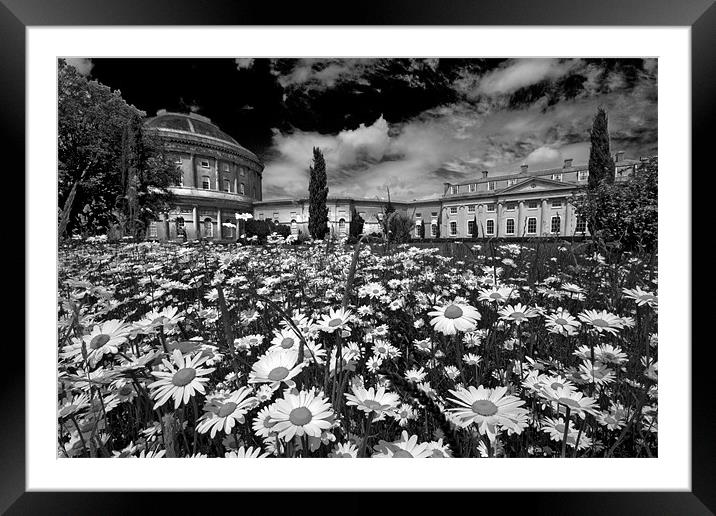From The Daisies. Ickworth House Framed Mounted Print by Darren Burroughs