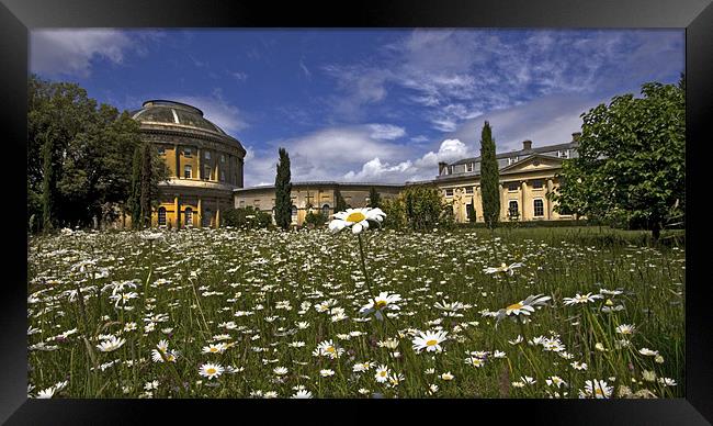 From The Daisies. Ickworth House Framed Print by Darren Burroughs