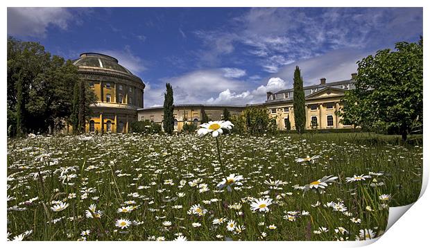 From The Daisies. Ickworth House Print by Darren Burroughs