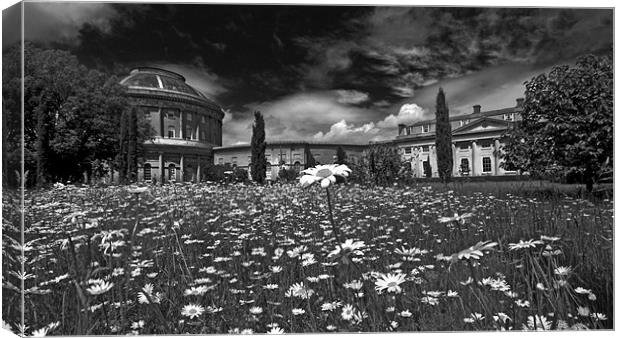 From The Daisies. Ickworth House Canvas Print by Darren Burroughs
