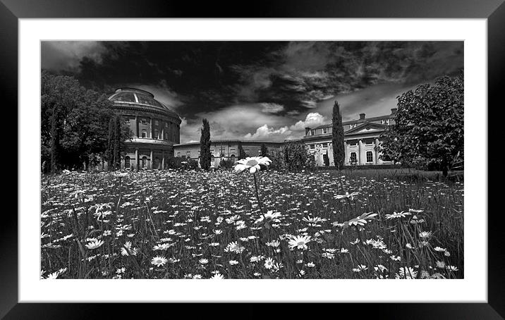 From The Daisies. Ickworth House Framed Mounted Print by Darren Burroughs