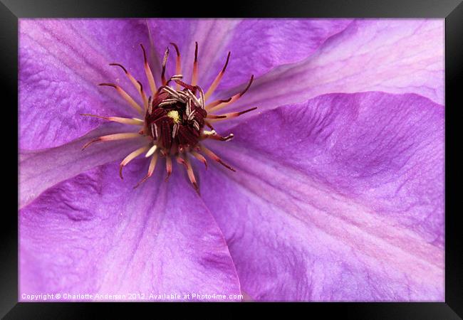 Purple clematis flower closeup Framed Print by Charlotte Anderson
